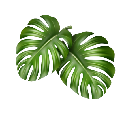 vector-big-green-leaves-tropical-monstera-plant-isolated-white-background_1284-48407